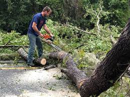 Best Arborist Consultation Services  in USA