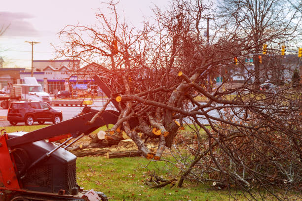 Tree Care